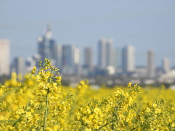 Skyline frankfurt