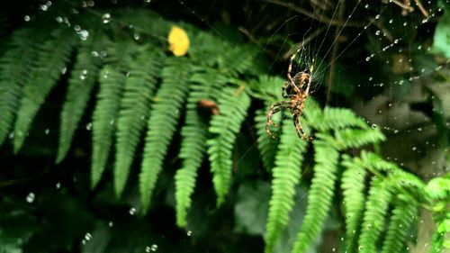 Close-up of spider on web