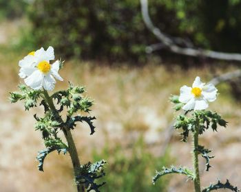 Close-up of yellow flowers blooming outdoors