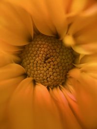 Full frame shot of yellow flower