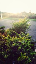 View of trees along road