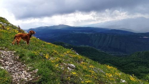 View of a dog on mountain against sky