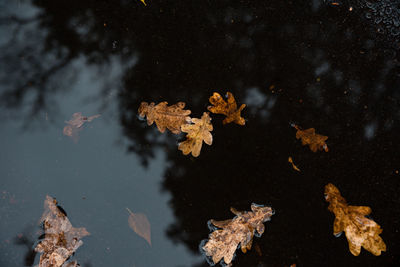 High angle view of leaves in water