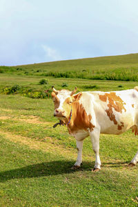 Full length of a horse in the field