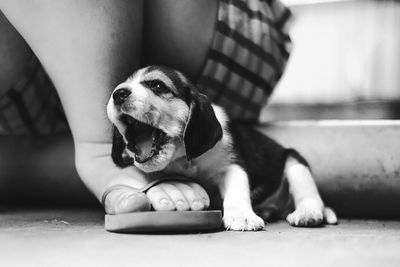 Low section of dog sitting on floor