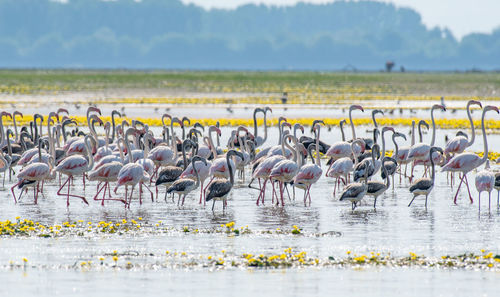 Flock of birds in lake