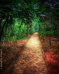 Walkway amidst trees in forest