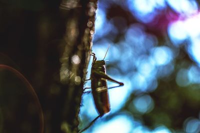 Low angle view of insect on branch