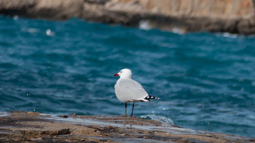 Bird perching on shore