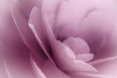 Close-up of purple rose