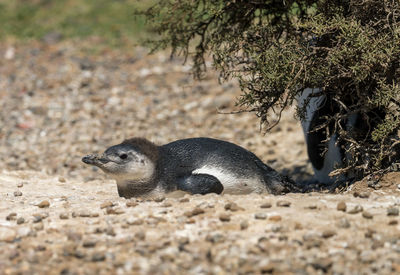 Close-up of seal