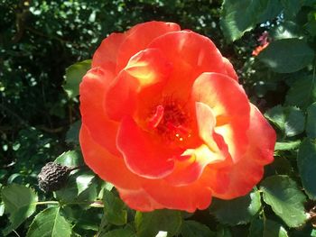 Close-up of red flower blooming outdoors