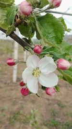 Close-up of pink cherry blossoms