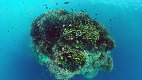 Fish swimming in sea