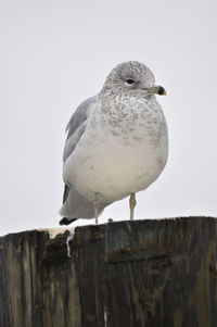 Close-up of seagull perching on wooden post against clear sky