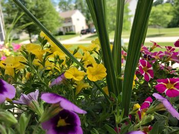 Close-up of yellow flowering plants