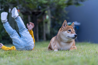 Dog on field