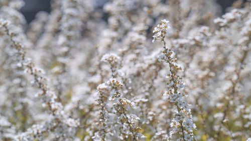 frost