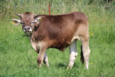 Cow standing in a field