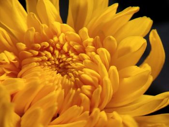 Close-up of yellow flower