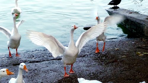 Bird in water