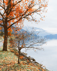 Tree against sky during autumn