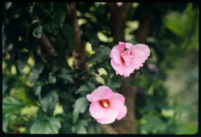 Close-up of pink flowers