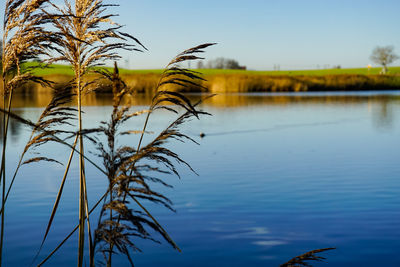Close-up of plant by lake against sky
