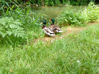 Ducks in a lake