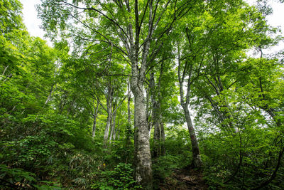 Trees in forest