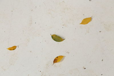 High angle view of caterpillar on sand