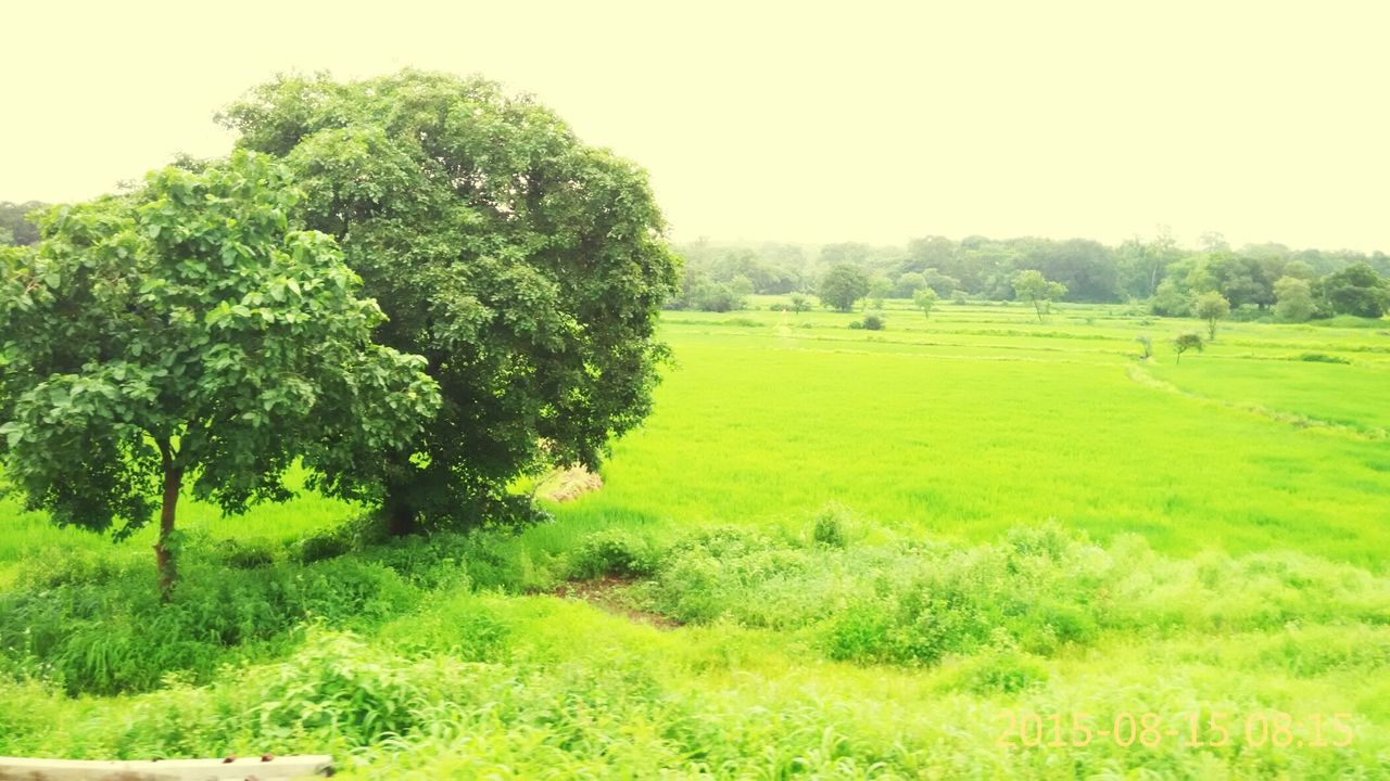 grass, green color, field, landscape, tree, tranquil scene, tranquility, growth, grassy, clear sky, beauty in nature, nature, scenics, green, lush foliage, rural scene, agriculture, meadow, day, idyllic