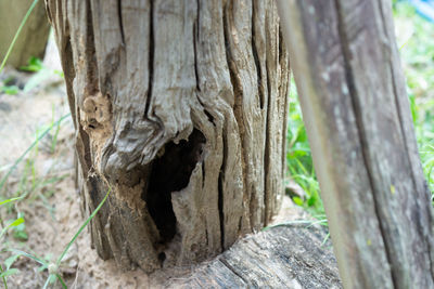 Close-up of tree trunk