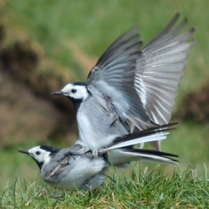 Close-up of bird on field