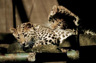 Close-up of leopards in zoo