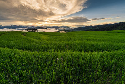 Scenic view of agricultural field against sky