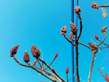 Low angle view of flowering plant against blue sky