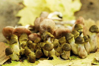 Close-up of mushrooms