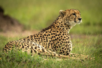 Cheetah lying on grass near termite mound