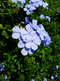 Close-up of purple flowers blooming outdoors