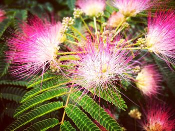 Close-up of purple flowers