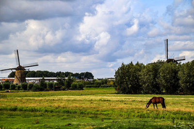 Horses in a field