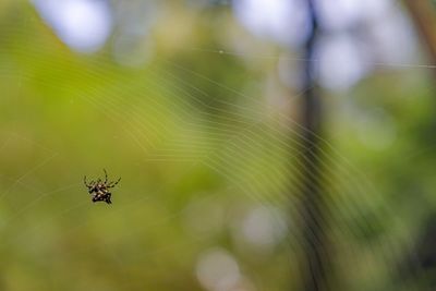 Close-up of spider on web