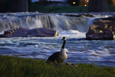 Duck in a lake