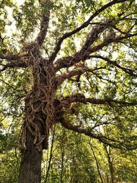 Low angle view of tree