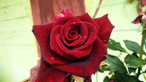 Close-up of red rose on plant