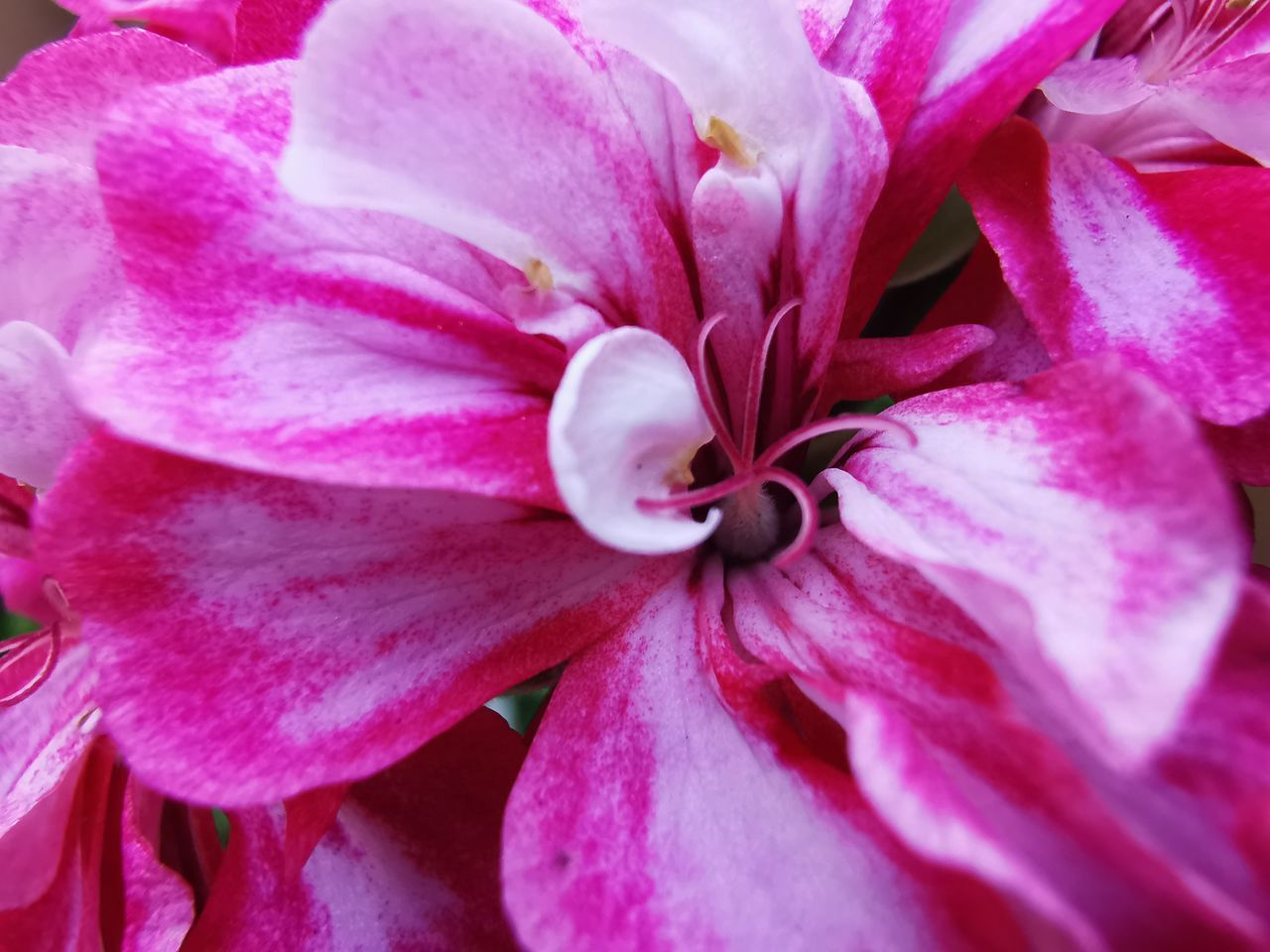 CLOSE-UP OF PINK FLOWER