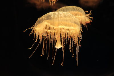 Close-up of jellyfish swimming in aquarium