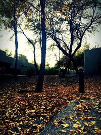 Fallen leaves on tree during sunset