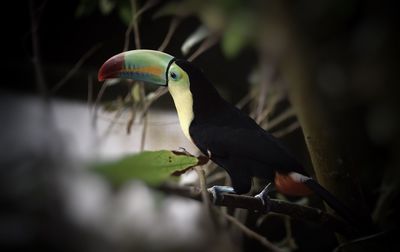 Close-up of bird perching on leaf